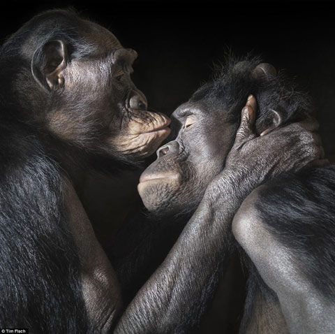 Macacos | Fotografia Dicas