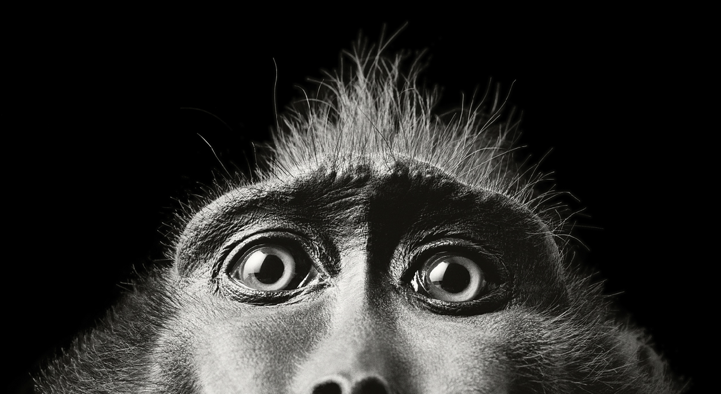 Macaco | Fotografia Dicas