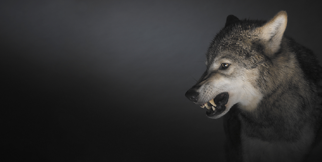 Lobo | Fotografia Dicas