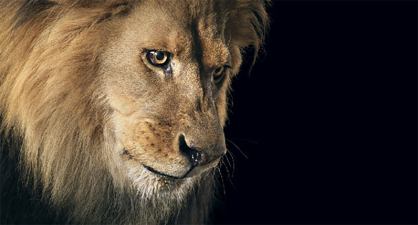 Leão | Fotografia Dicas