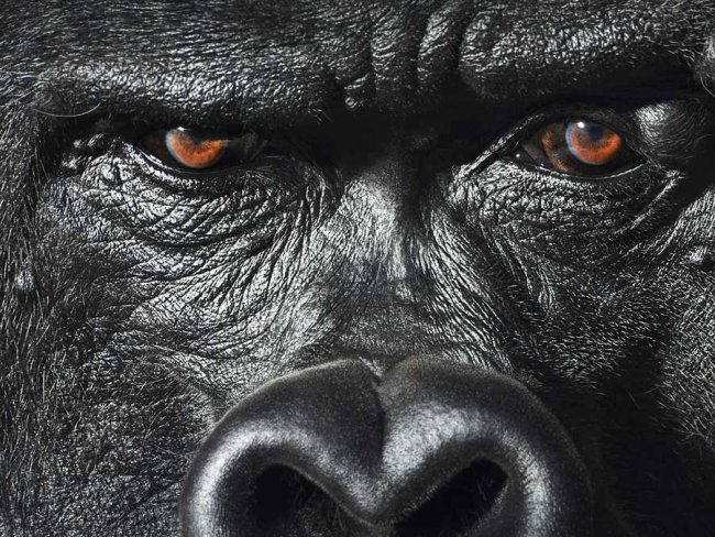 Gorila | Fotografia Dicas
