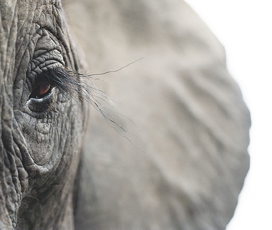 elefante | Fotografia Dicas