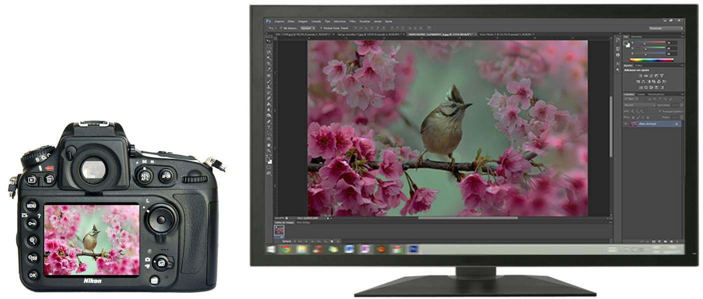 Fotografia diferente do LCD da câmera para o monitor - Fotografia Dicas