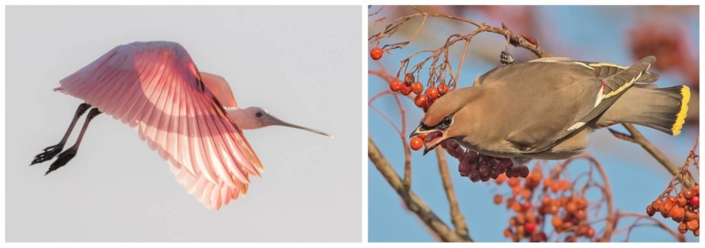 Como fotografar aves pássaros - Fotografia Dicas